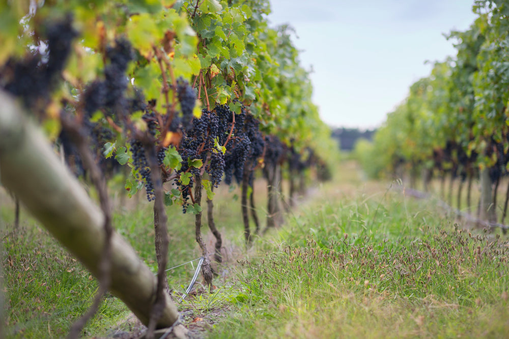 Featured in the May issue of @decanter