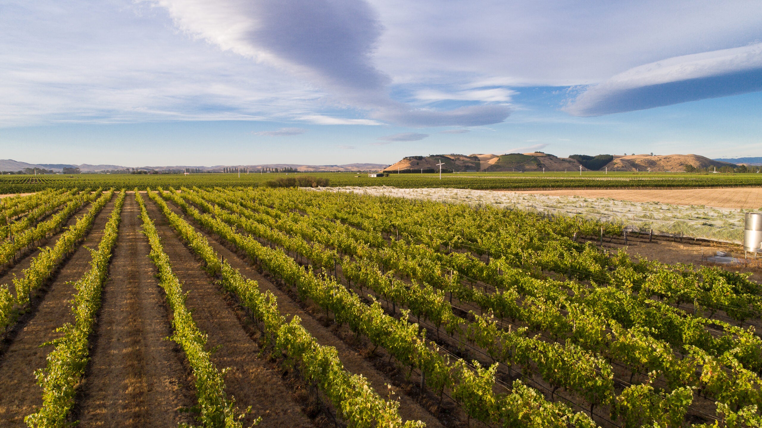 Aerial view of a vineyard with rows of green grapevines under a blue sky.